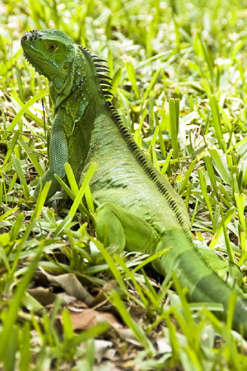 Iguana