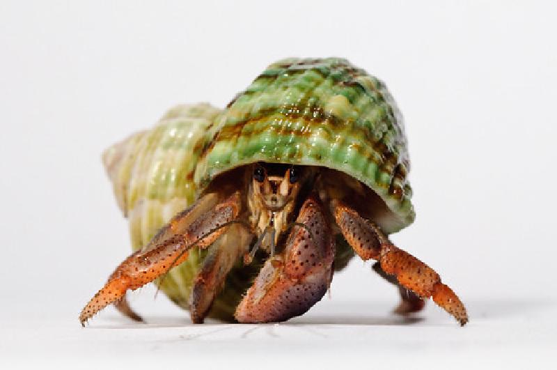Hermit_crab-7