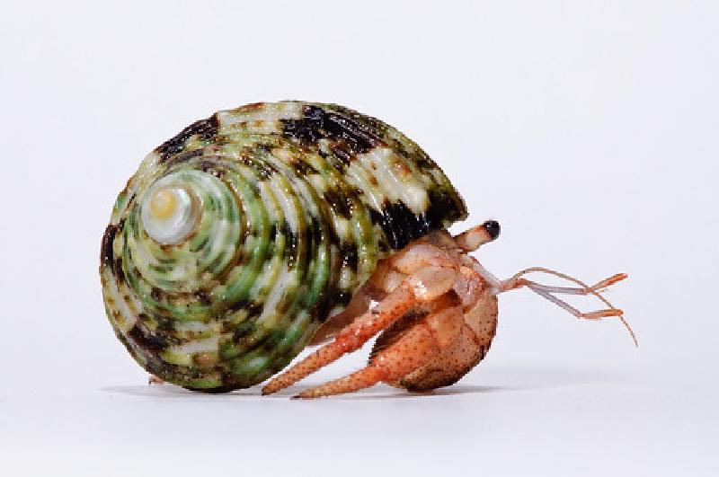 Hermit_crab-6