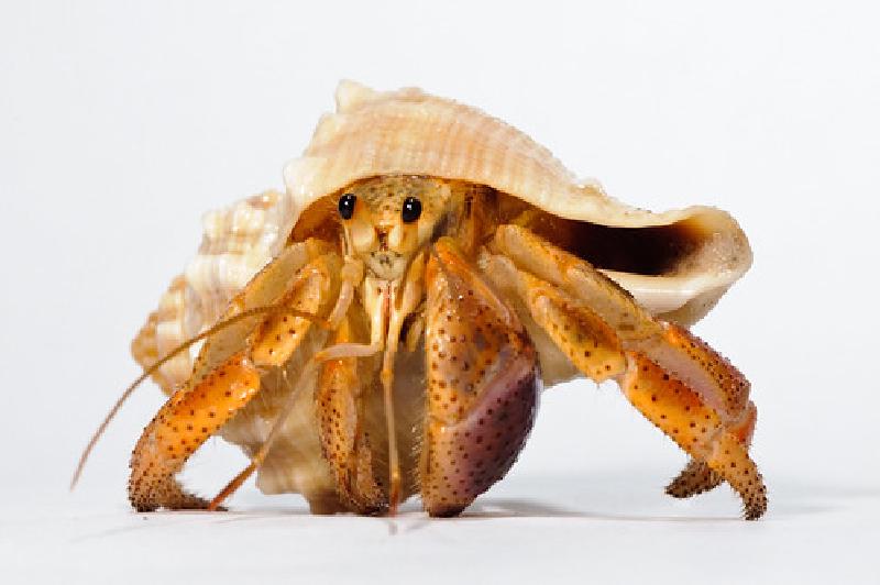 Hermit_crab-13
