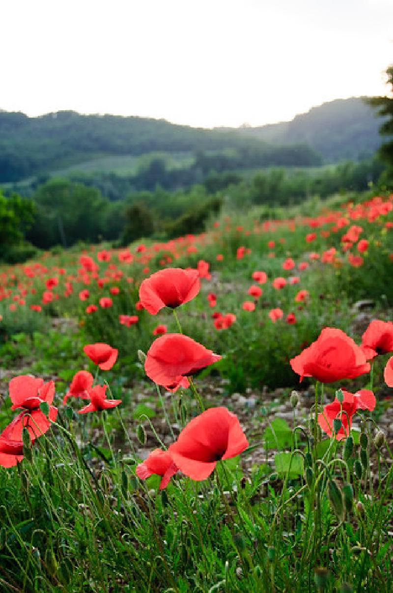 Corn poppies