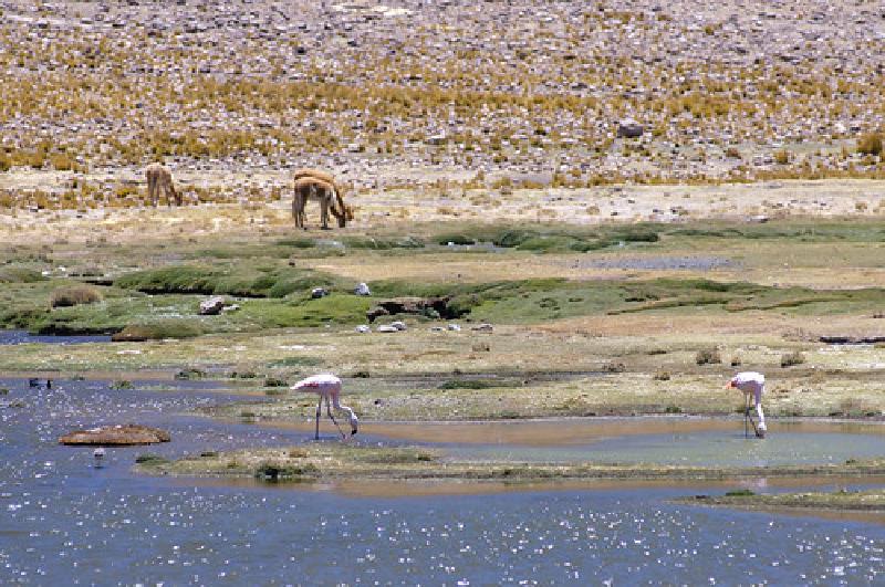 Flamingoes up high