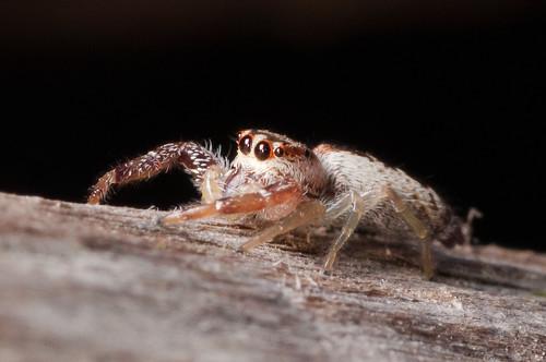The jumping spider