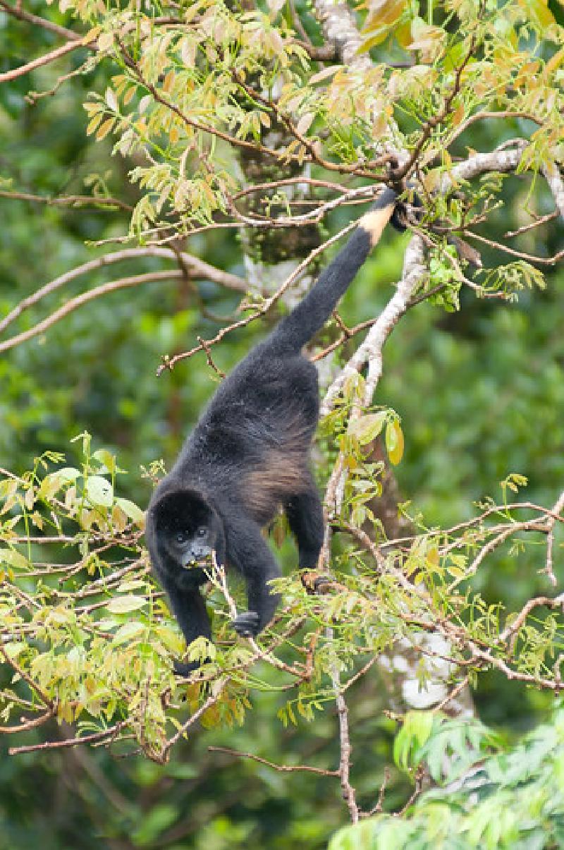 Howler monkey near lake Arenal