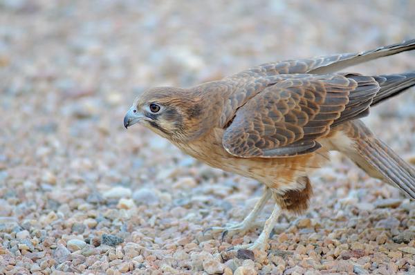 So those Australia photos