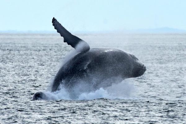 New England Roadtrip 2022 - Whales off Cape Cod