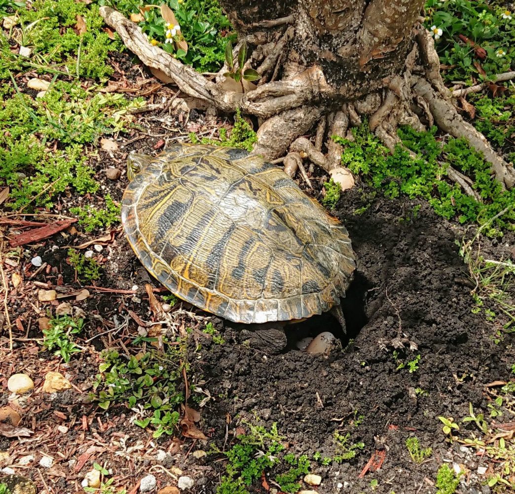 Florida Cooter laying eggs – A photoblog and other things